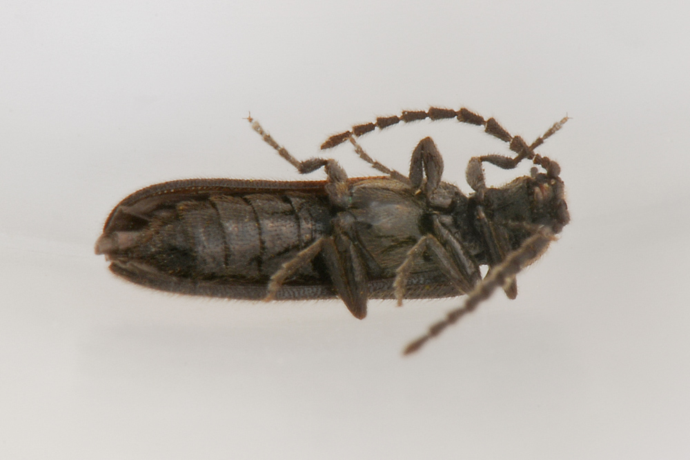 Omalisidae:  Phaeopterus unicolor